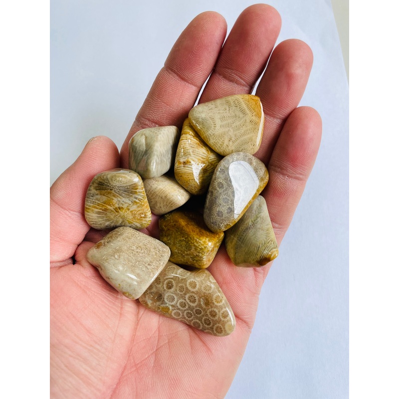 Agatised Coral Tumbled Stones TB038 x 1