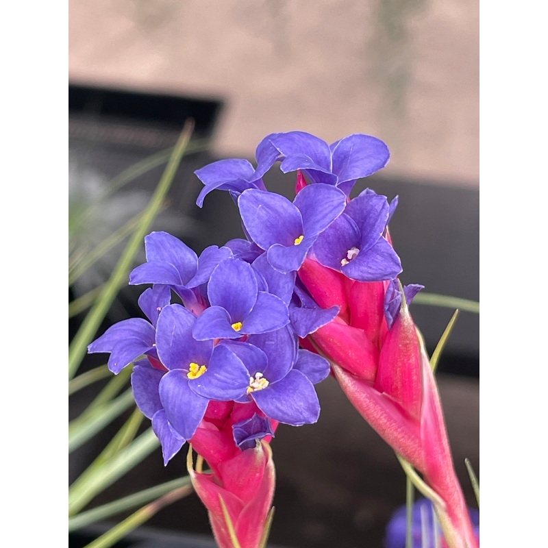 Air Plant, Bromeliad Tillandsia aeranthos x 1