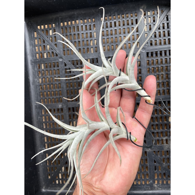 Air Plant, Bromeliad Tillandsia albida x 1