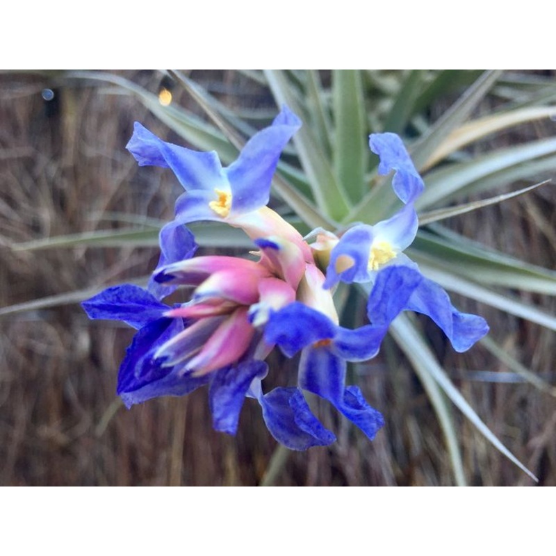 Air Plant, Bromeliad Tillandsia bergeri x 1