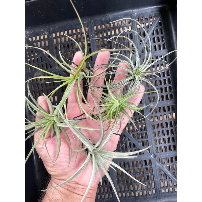 Air Plant, Bromeliad Tillandsia Collection of 5 plants (Starter Pack) x 1