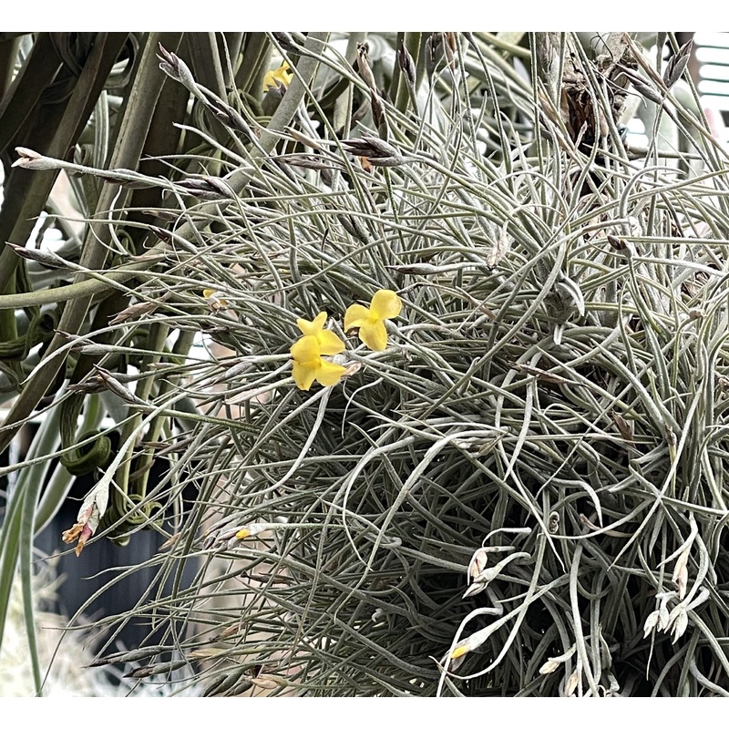 Air Plant, Bromeliad Tillandsia crocata x 1