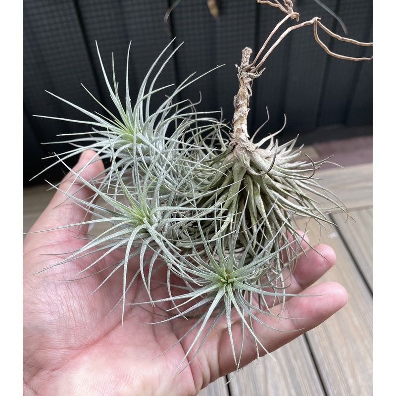 Air Plant, Bromeliad Tillandsia heteromorpha Clump