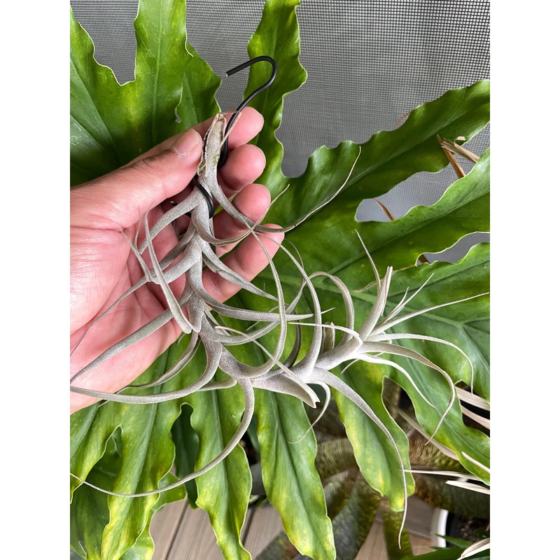 Air Plant, Bromeliad Tillandsia incarnata