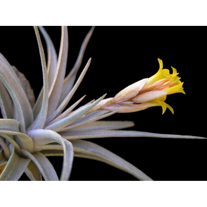 Air Plant, Bromeliad Tillandsia ixioides x 1