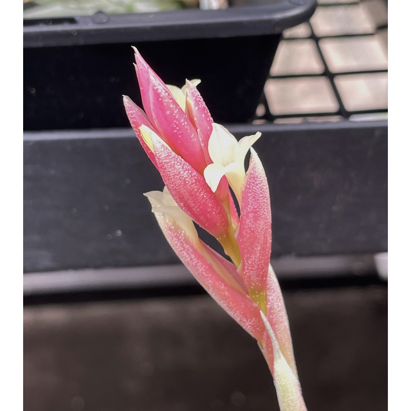Air Plant, Bromeliad Tillandsia jucunda Clump
