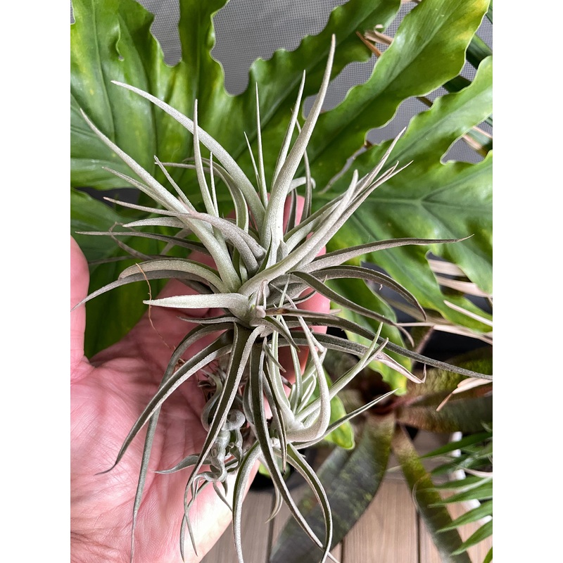 Air Plant, Bromeliad Tillandsia Leon Clump