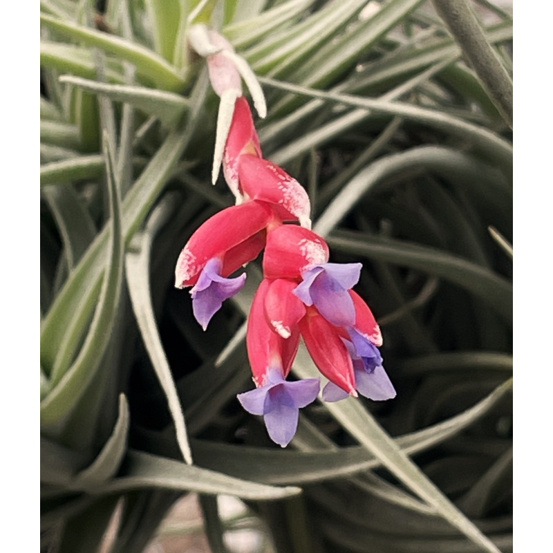 Air Plant, Bromeliad Tillandsia Leon x 1