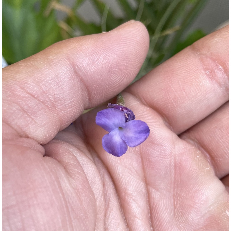 Air Plant, Bromeliad Tillandsia mallemontii- Fragrant  x 1