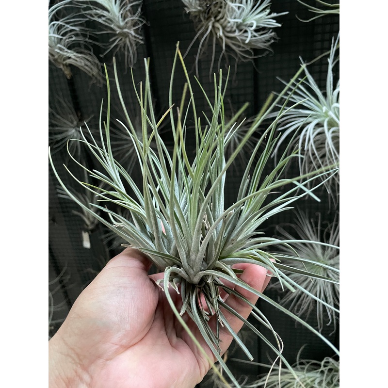 Air Plant, Bromeliad Tillandsia Mystic Albert Clump