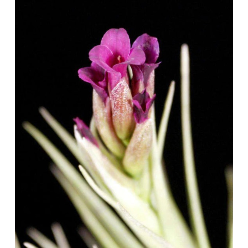 Air Plant, Bromeliad Tillandsia Mystic Albert x 1