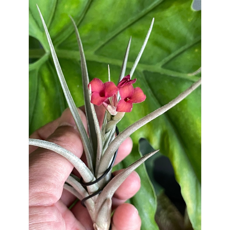 Air Plant, Bromeliad Tillandsia Mystic Trumpet Enigma x 1