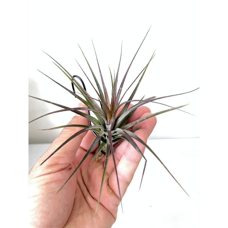 Air Plant, Bromeliad Tillandsia tenuifolia Amethyst x 1