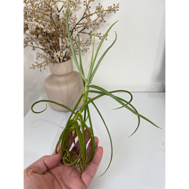 Bromeliad Tillandsia duratii ‘Air Plant’ 29cm tall