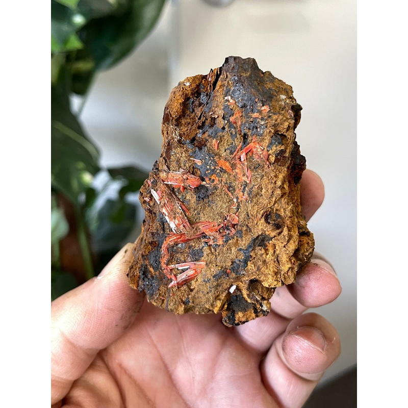 Crocoite Natural Cluster, Tasmania CR051