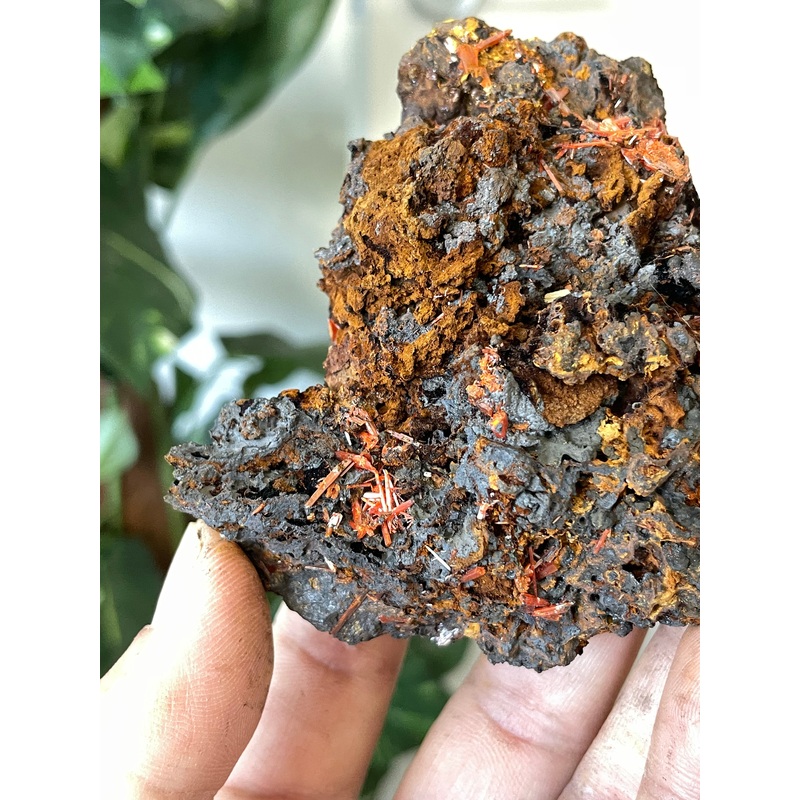 Crocoite Natural Cluster, Tasmania CR052
