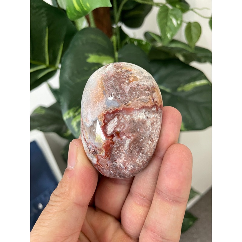 Mexican Agate Palm Stone Natural x 1 PS030