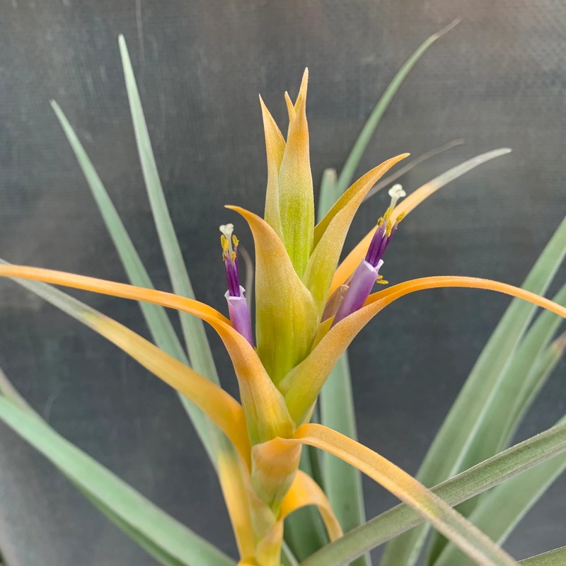 Tillandsia capitata Yellow ‘Air Plant’