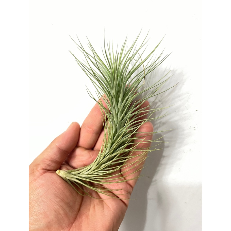 Tillandsia heteromorpha Large Form air plant