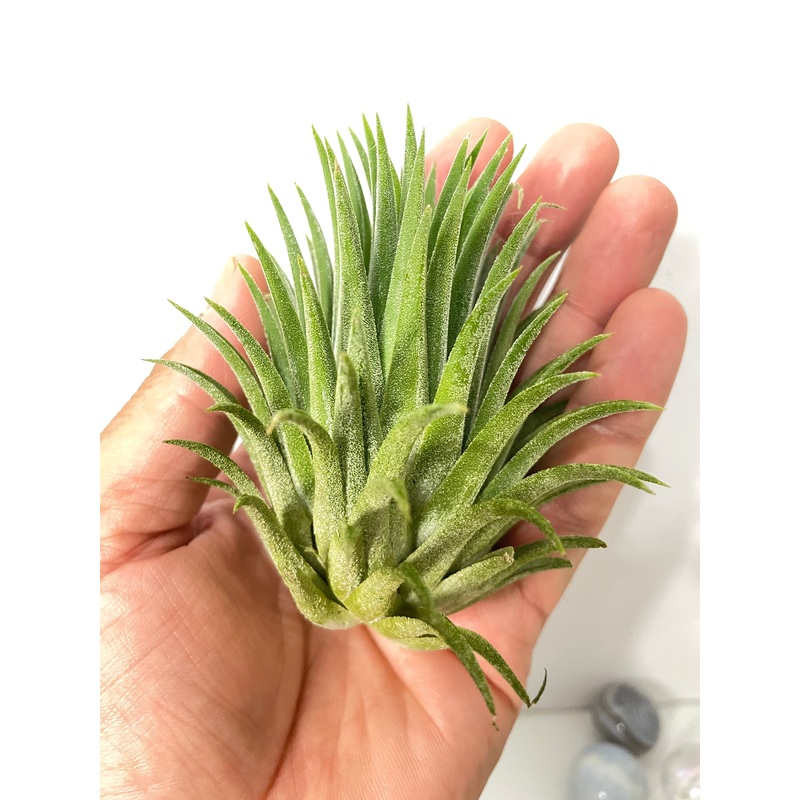 Tillandsia ionantha ‘Bravo’ air plant