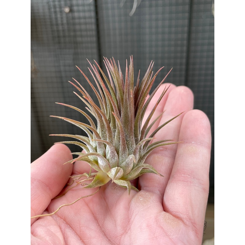 Tillandsia ionantha var stricta ‘Rosita’ air plant