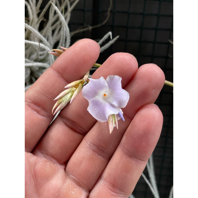 Tillandsia reichenbachii – Fragrant air plant
