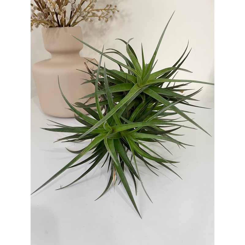 Air Plant, Bromeliad Tillandsia aeranthos Clump of 5 plants