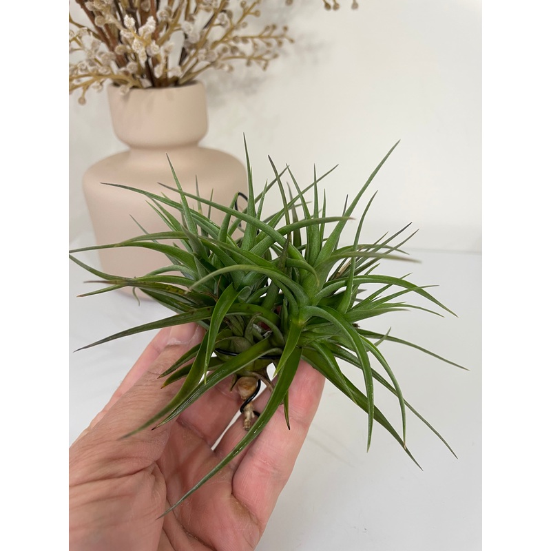 Air Plant, Bromeliad Tillandsia bergeri Clump of 4 plants