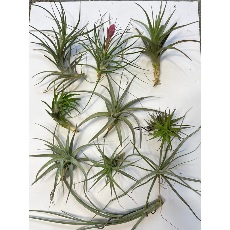 Air Plant, Bromeliad Tillandsia Collection of 10 plants