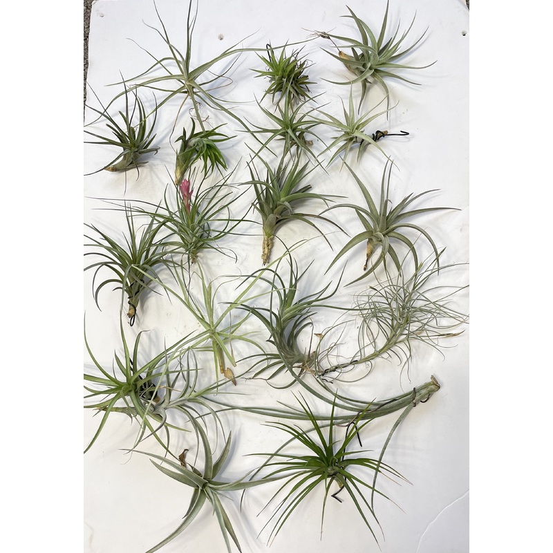 Air Plant, Bromeliad Tillandsia Collection of 20 plants