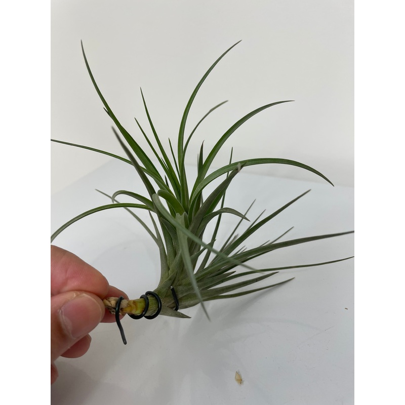 Air Plant, Bromeliad Tillandsia tenuifolia ‘Large Form’