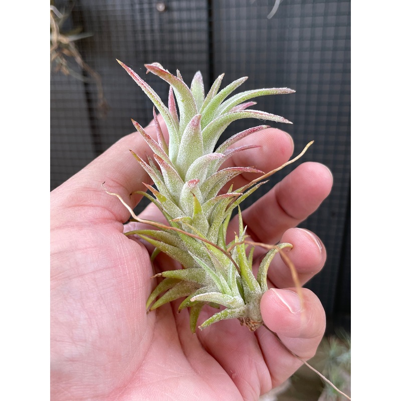 Tillandsia vanhyningii air plant