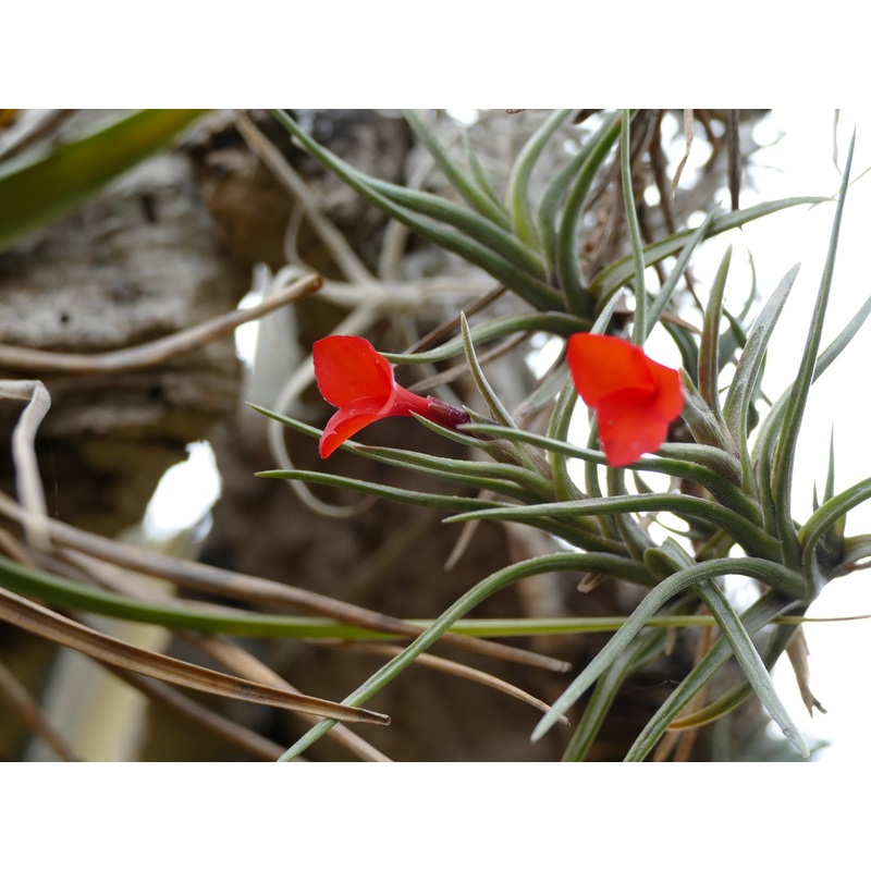 Air Plant, Bromeliad Tillandsia albertiana x 1