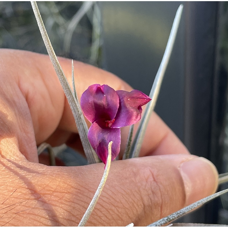 Air Plant, Bromeliad Tillandsia Mystic Burgundy In Flower x 1