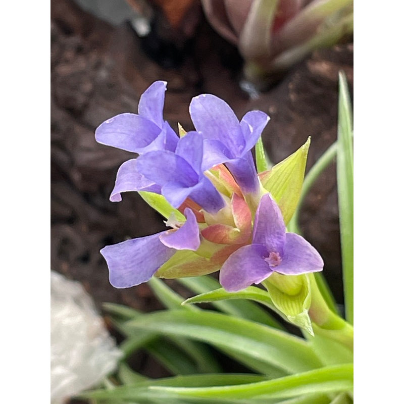 Air Plant, Bromeliad Tillandsia neglecta x 1