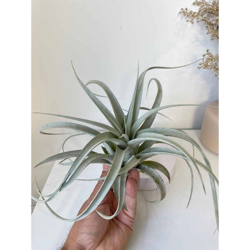 Air Plant, Bromeliad Tillandsia xerographica 30cm Large