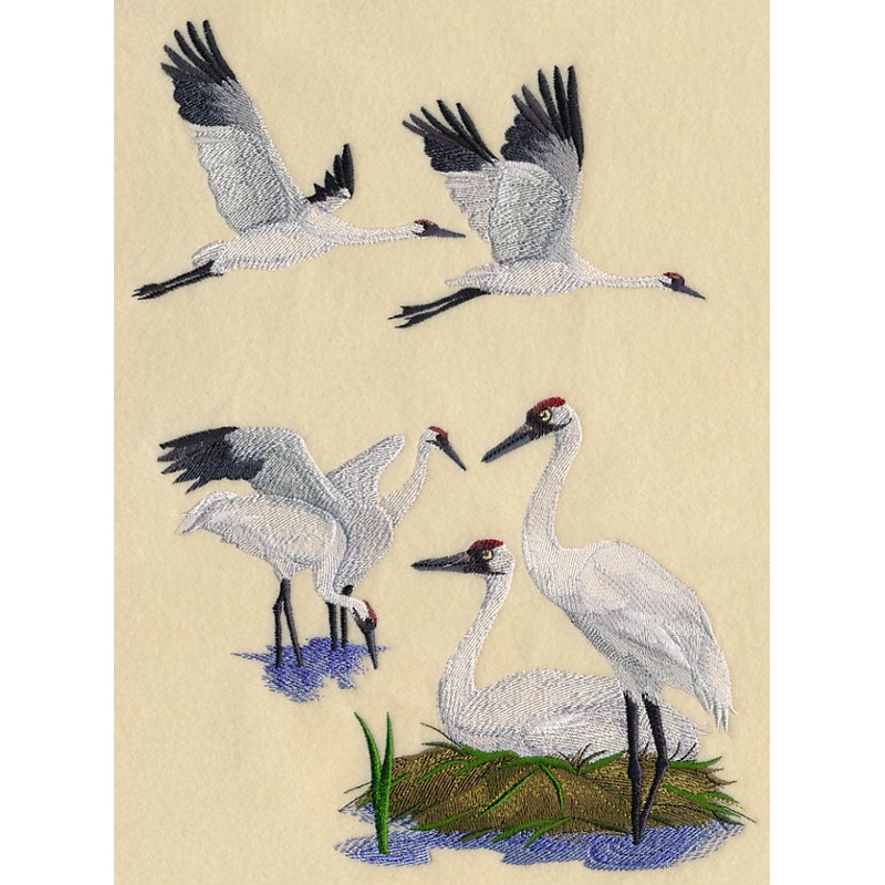 Whooping Crane Collage|11.35″ x 8.6″ / 288.22mm x 218.44mm|9.11″ x 6.9″ / 231.28mm x 175.26mm|7.72″ x 5.85″ / 196.11mm x 148.59mm|6.68″ x 4.9″ / 169.63mm x 124.44mm|All Sizes