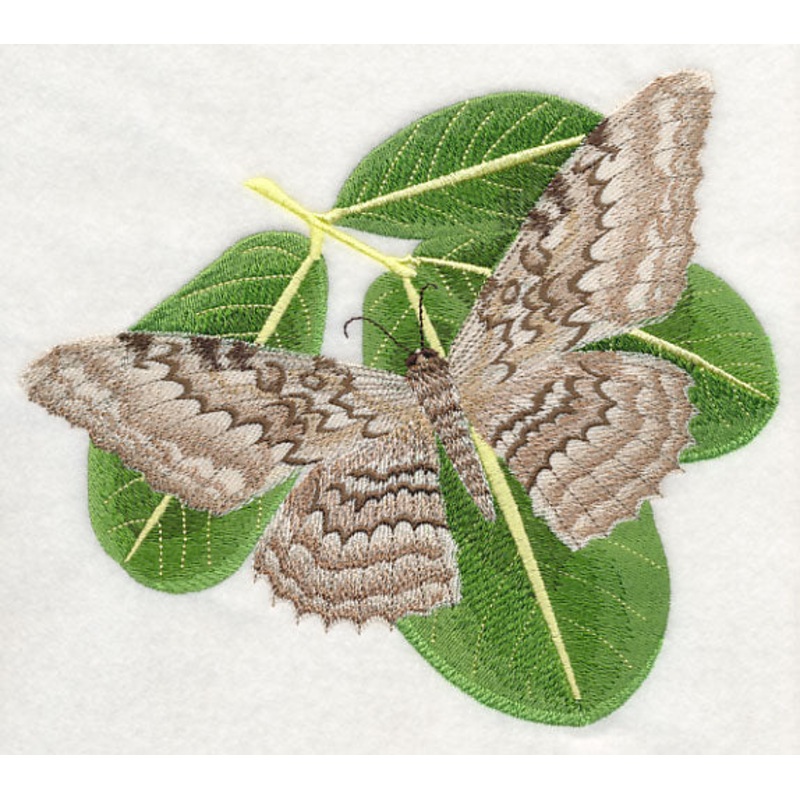 White Witch Moth|6.54″ x 7.8″ / 166.14mm x 198mm|5.85″ x 6.97″ / 148.54mm x 177mm|4.85″ x 5.78″ / 123.1mm x 146.9mm|All Sizes