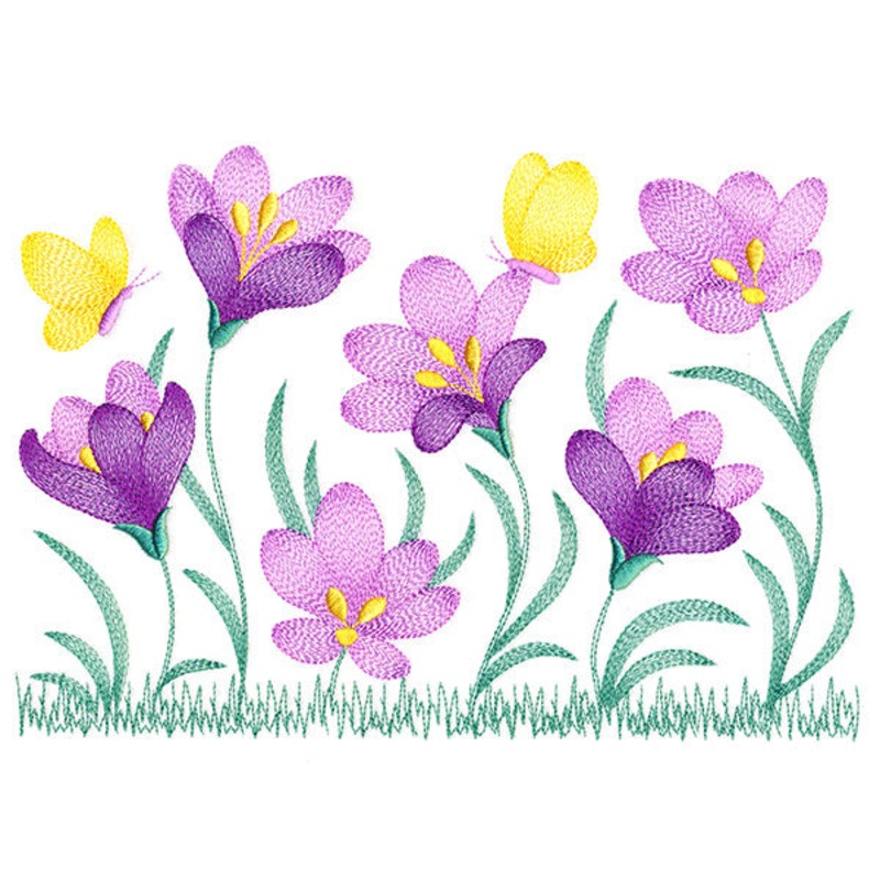 Wild and Blooming Crocus Border