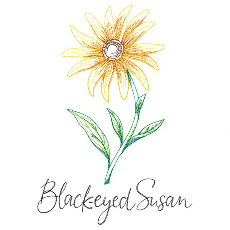 Wild Blooms – Black-Eyed Susan