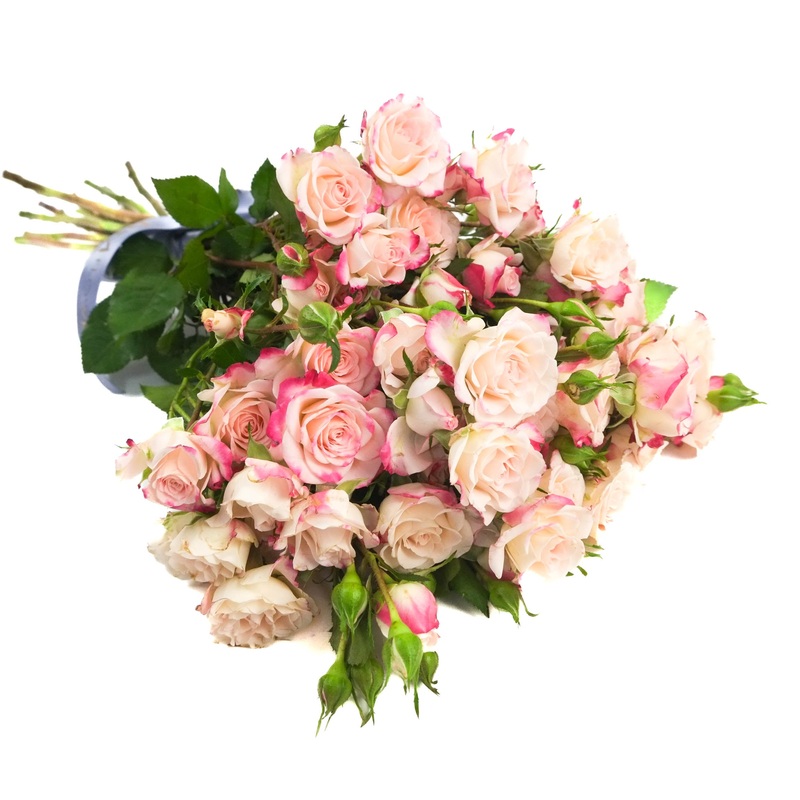 Reflex Spray Roses|10 Stems|12 Stems|15 Stems|20 Stems