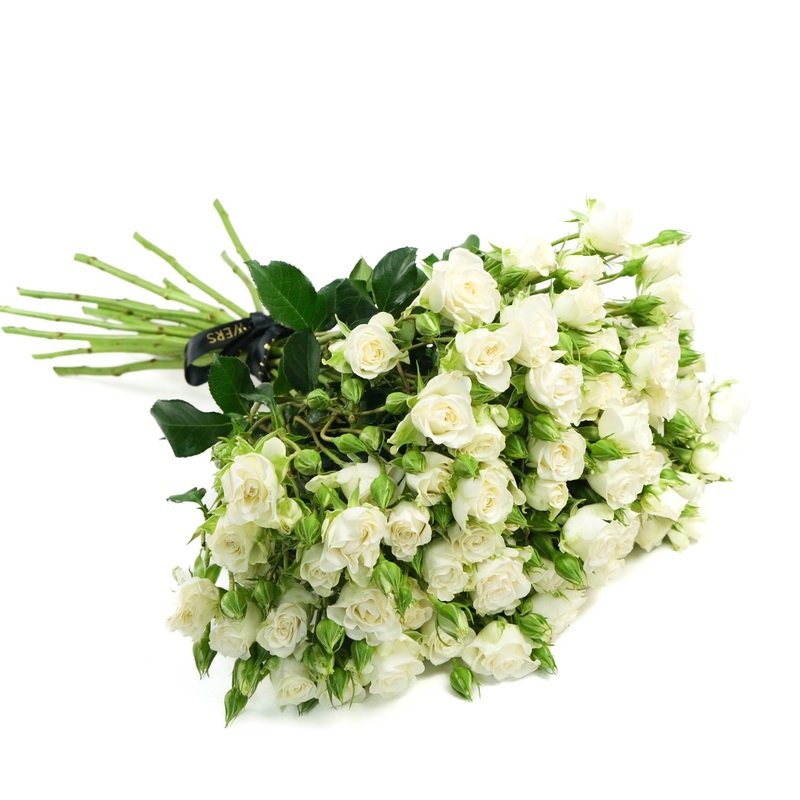 White Spray Roses|10 Stems|12 Stems|15 Stems|20 Stems