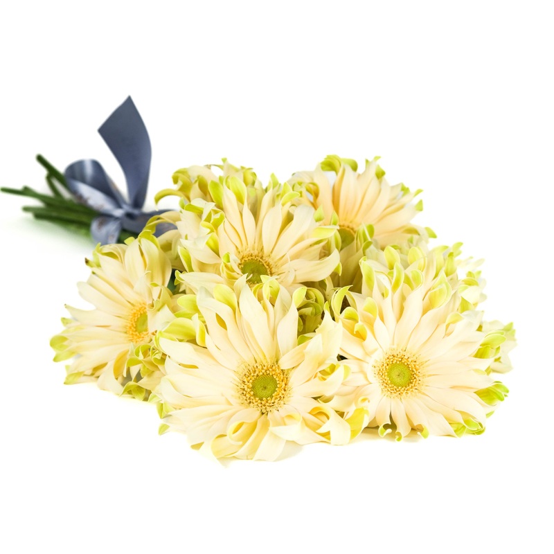 Gerbera|10 Stems|12 Stems|15 Stems