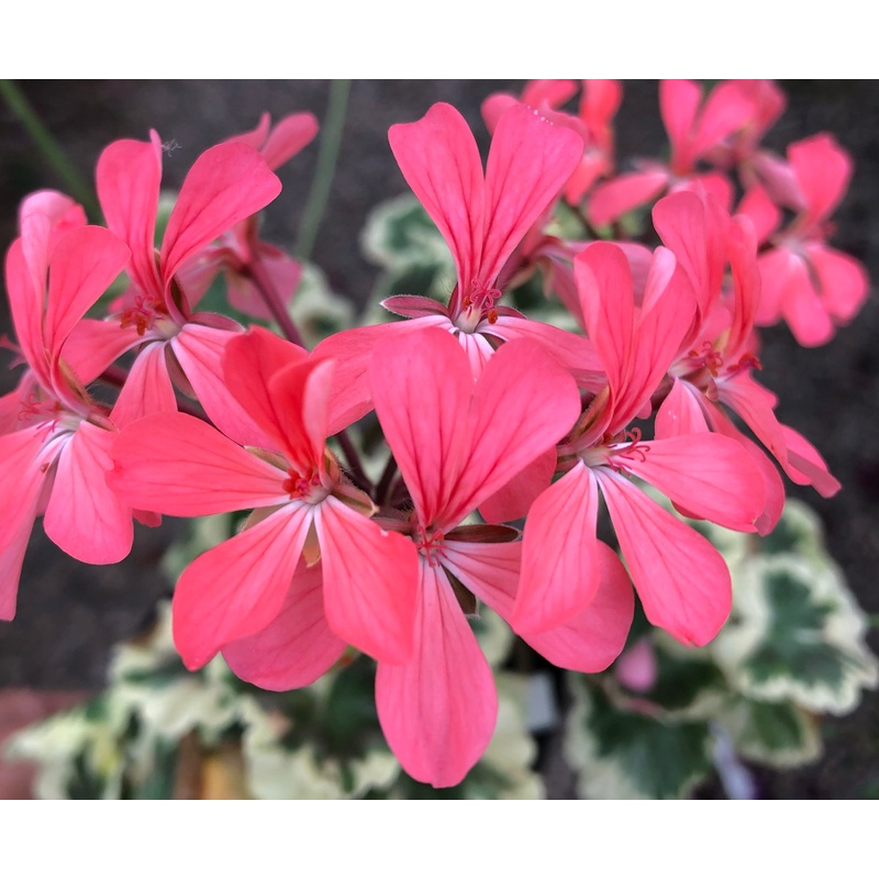 Rushmoor Cyril Clark