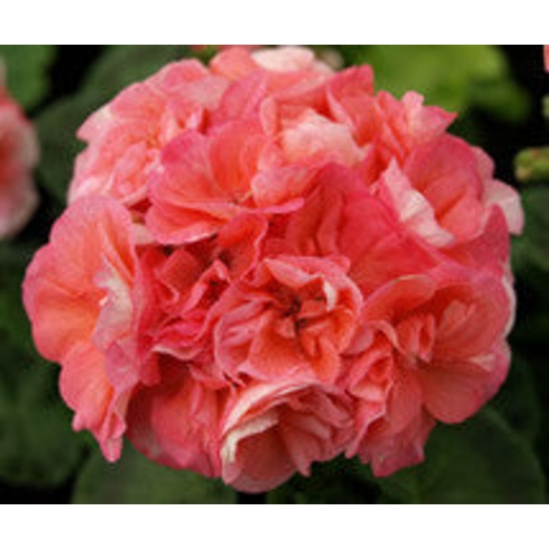 Rushmoor Mrs. Eve Scott