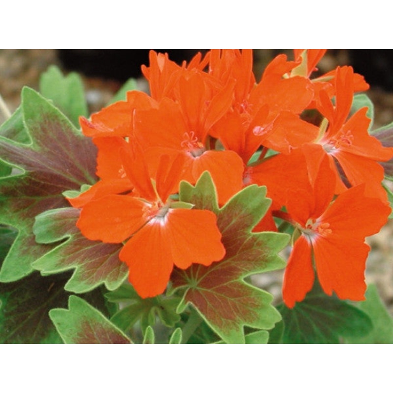 Vancouver Centennial