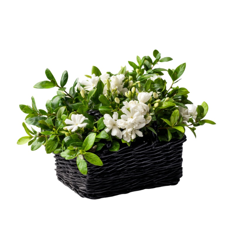 Blooming Plant Basket|Regular