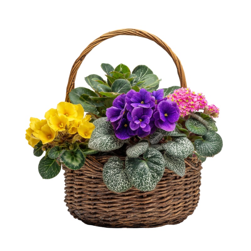Blooming Planter Basket|Regular