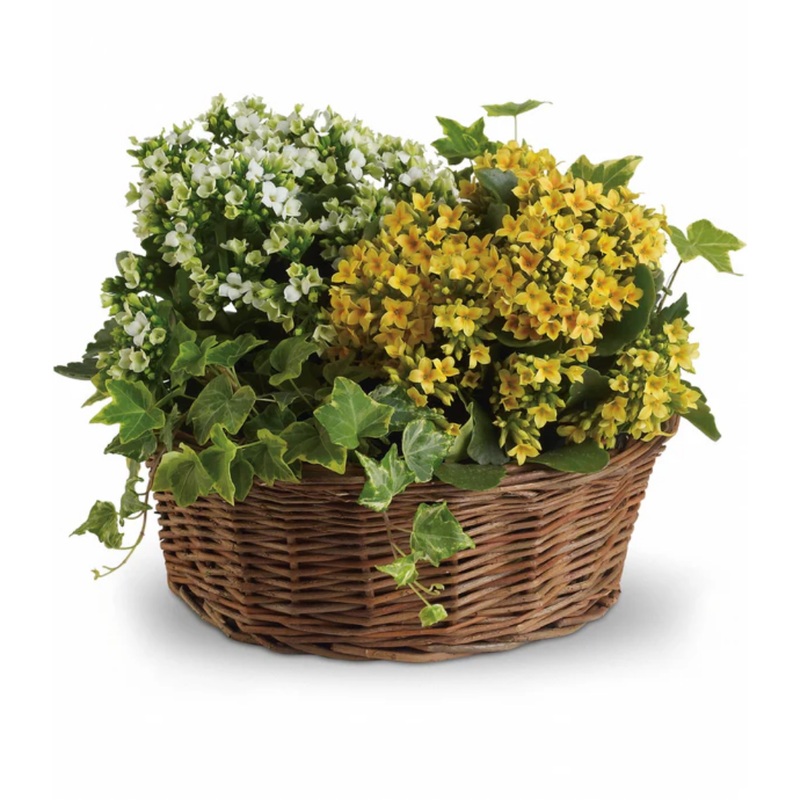 Bountiful Planter Basket|Regular