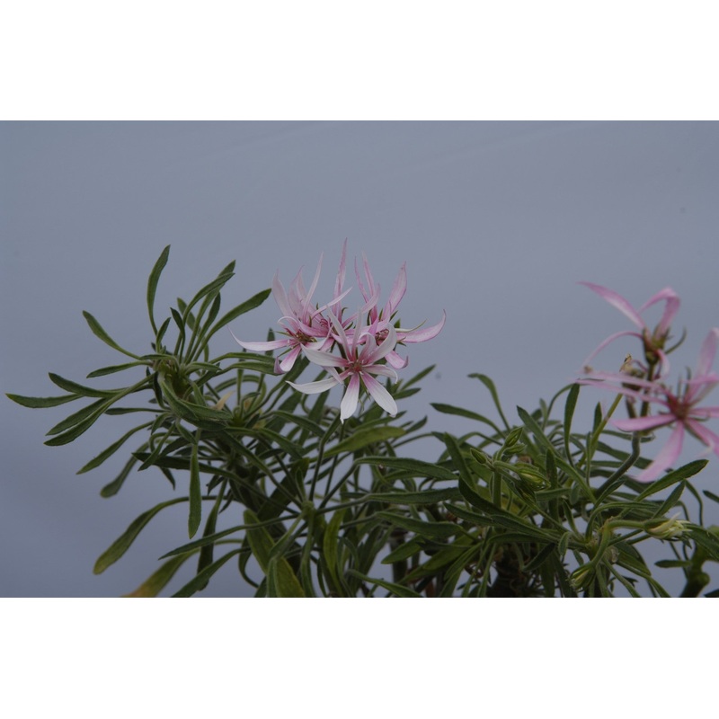 Rushmoor Black Thorn